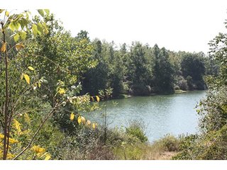Property photo 81 - 419 +/- Acres offered in 6 Tracts, Land Auction